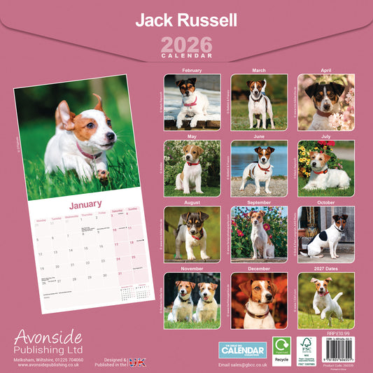 Jack Russell wall calendar 2026
