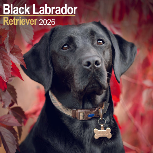Black Labrador Retriever wall calendar 2026
