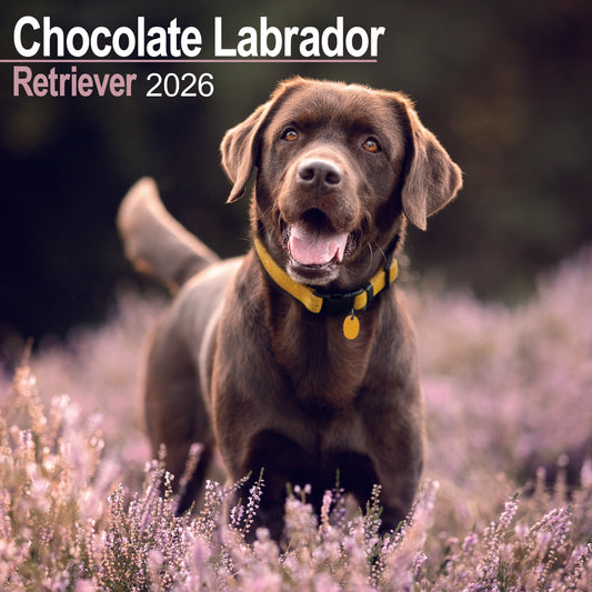 Chocolate Labrador Retriever wall calendar 2026
