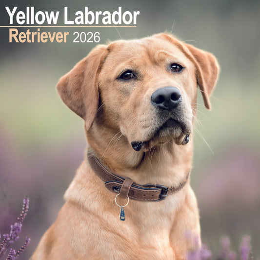 Yellow Labrador Retriever wall calendar 2026