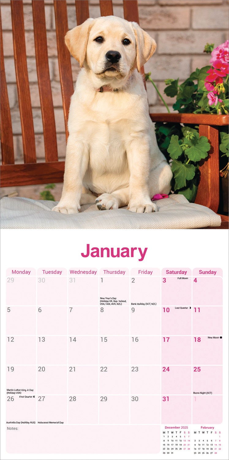 Yellow Labrador Retriever wall calendar 2026