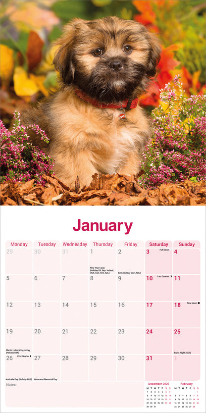 Lhasa Apso wall calendar 2026