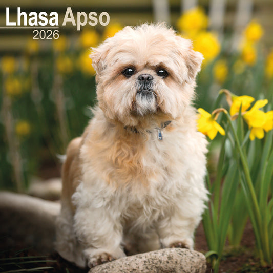 Lhasa Apso wall calendar 2026
