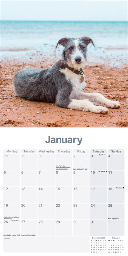 Lurcher wall calendar 2026