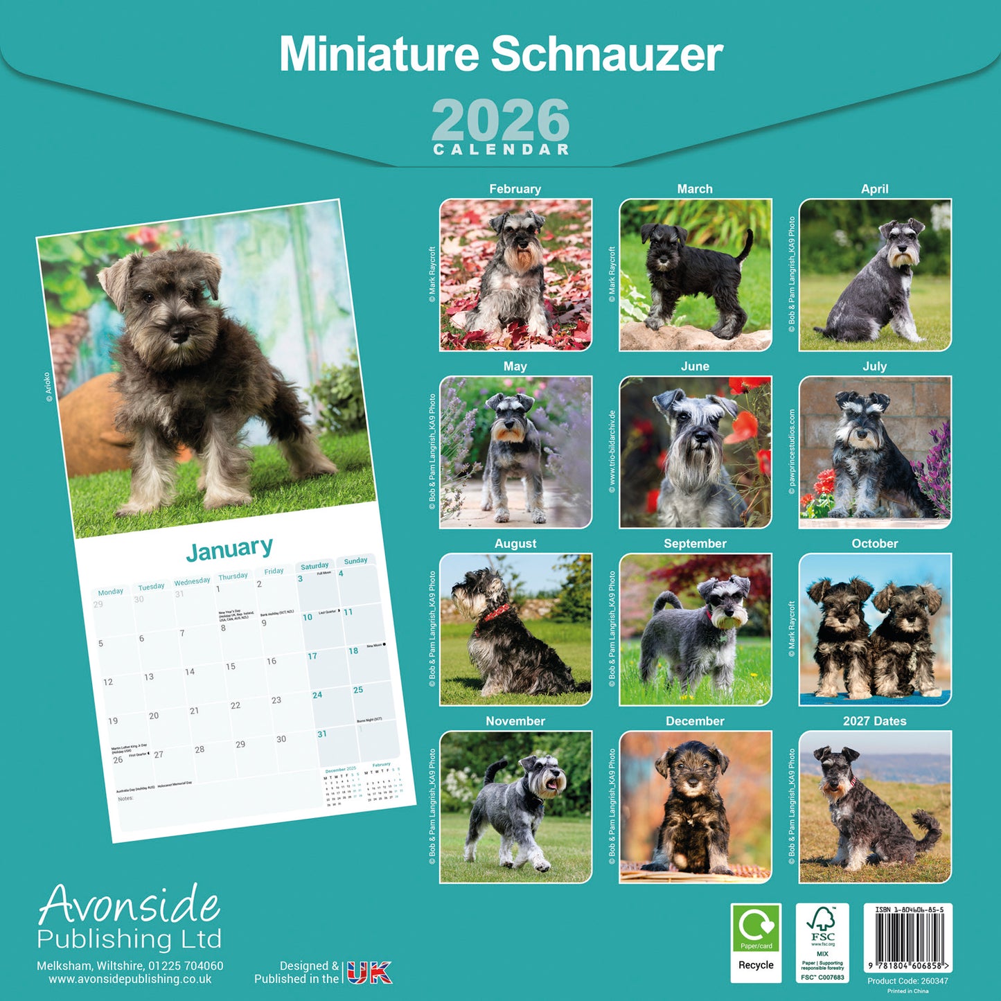Miniature Schnauzer wall calendar 2026
