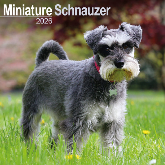 Miniature Schnauzer wall calendar 2026
