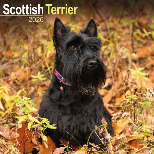 Scottish Terrier wall calendar 2026