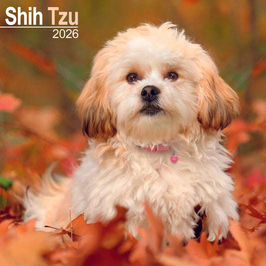 Shih Tzu wall calendar 2026
