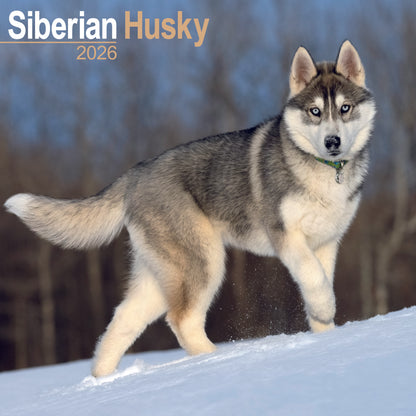 Siberian Husky wall calendar 2026