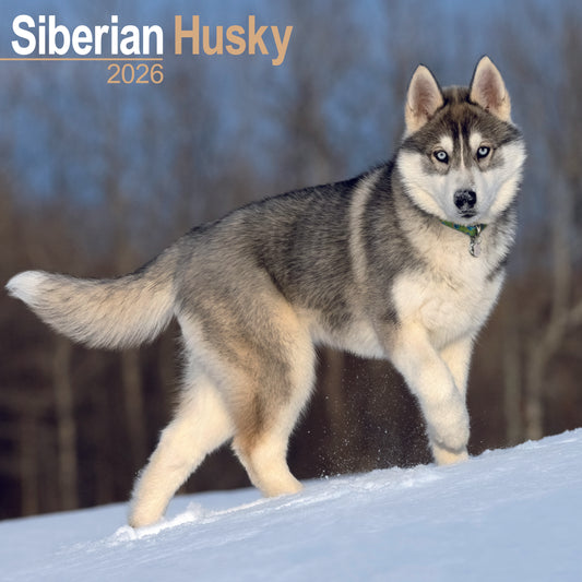 Siberian Husky wall calendar 2026