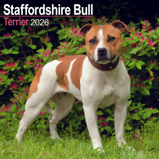 Staffordshire Bull Terrier wall calendar 2026
