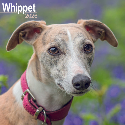 Whippet wall calendar 2026