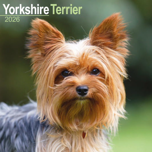 Yorkshire Terrier wall calendar 2026