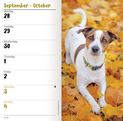 Jack Russell Slim Diary 2026