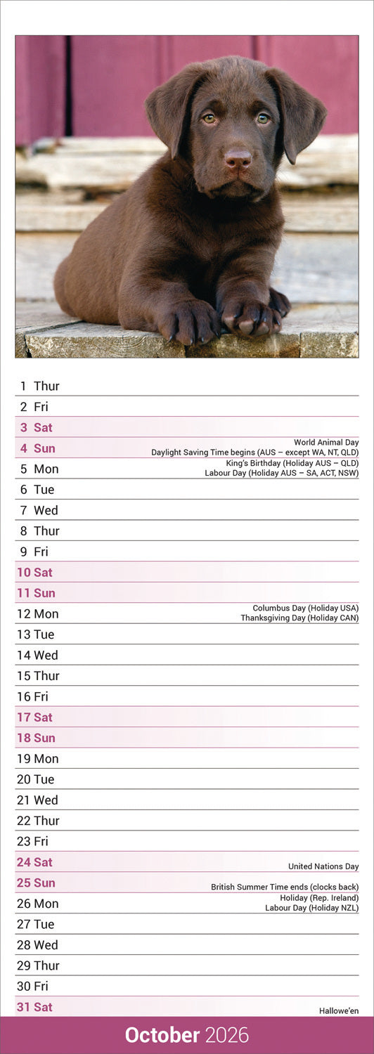 Chocolate Labrador Retriever slim calendar 2026