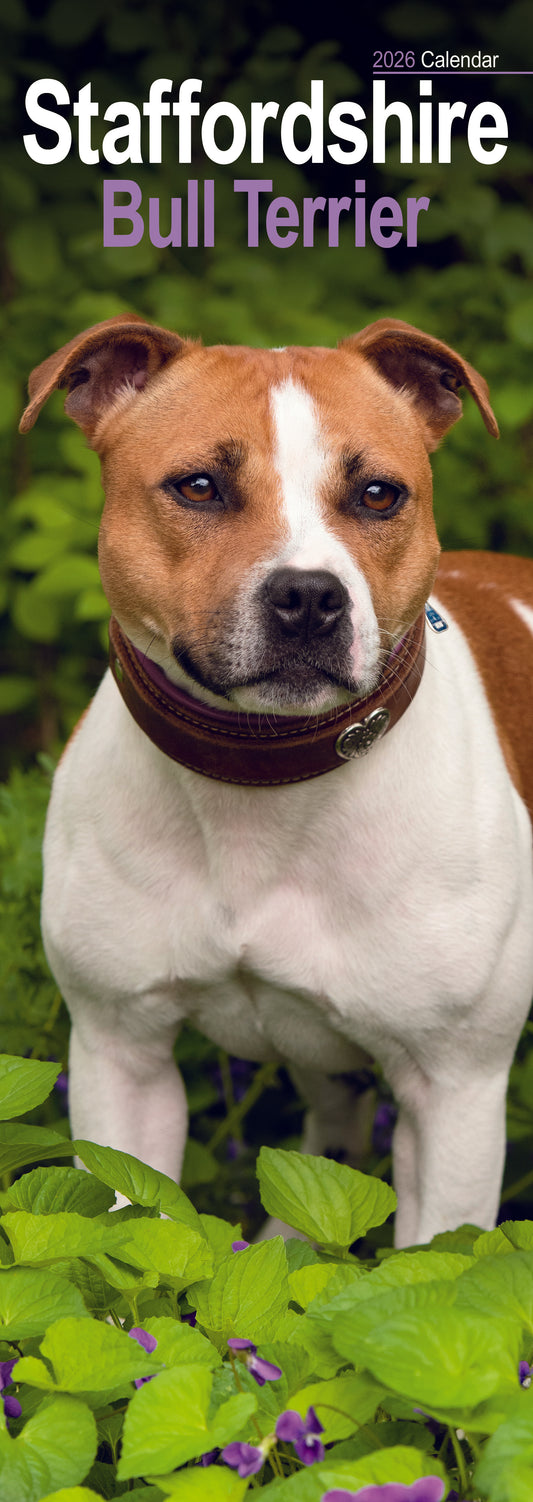 Staffordshire Bull Terrier slim calendar 2026