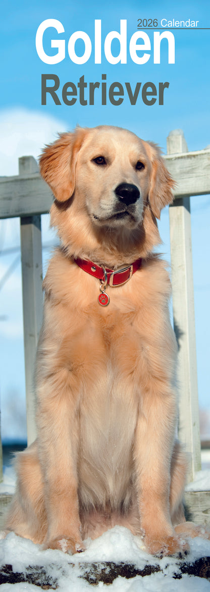 Golden Retriever slim calendar 2026