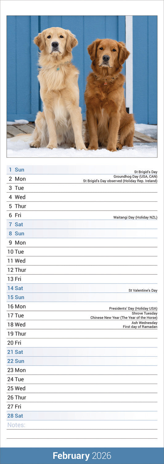 Golden Retriever slim calendar 2026