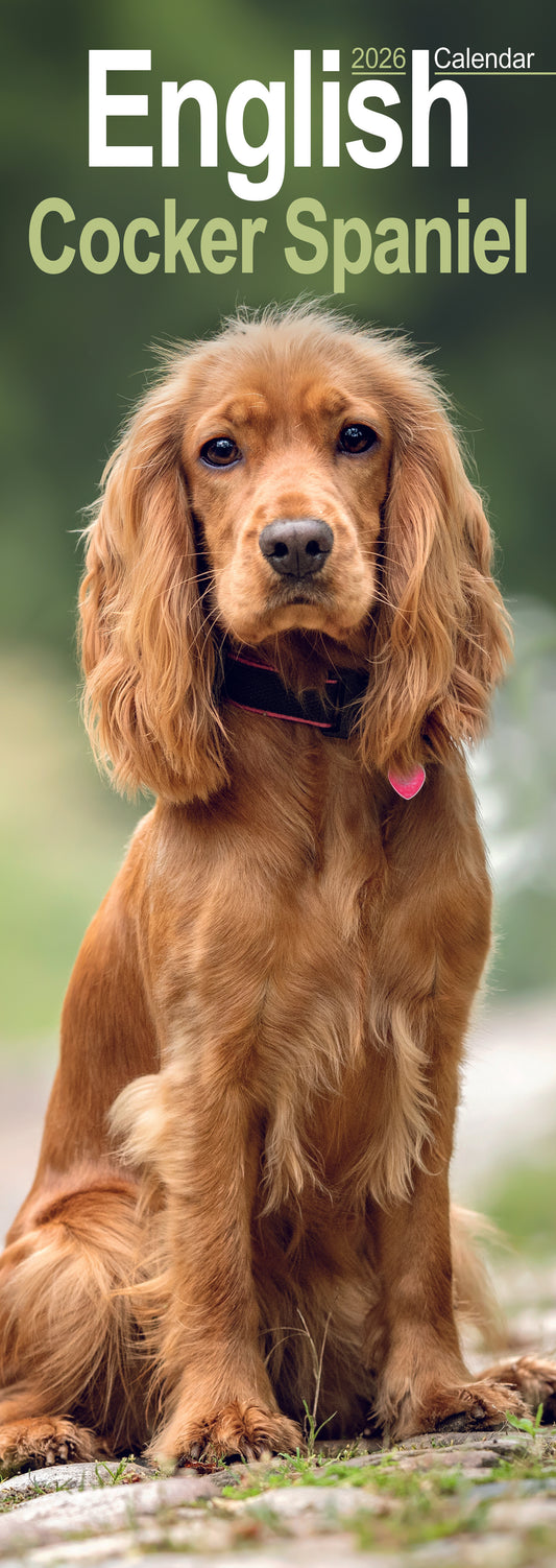 English Cocker Spaniel slim calendar 2026