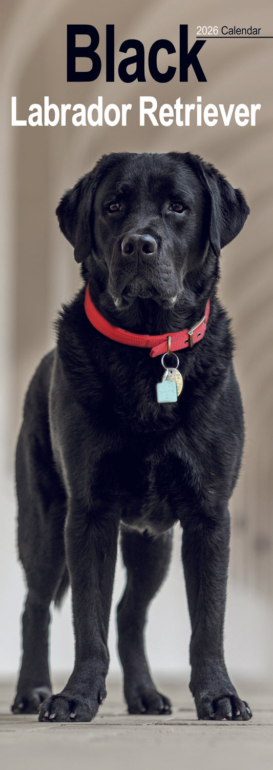 Black Labrador Retriever slim calendar 2026