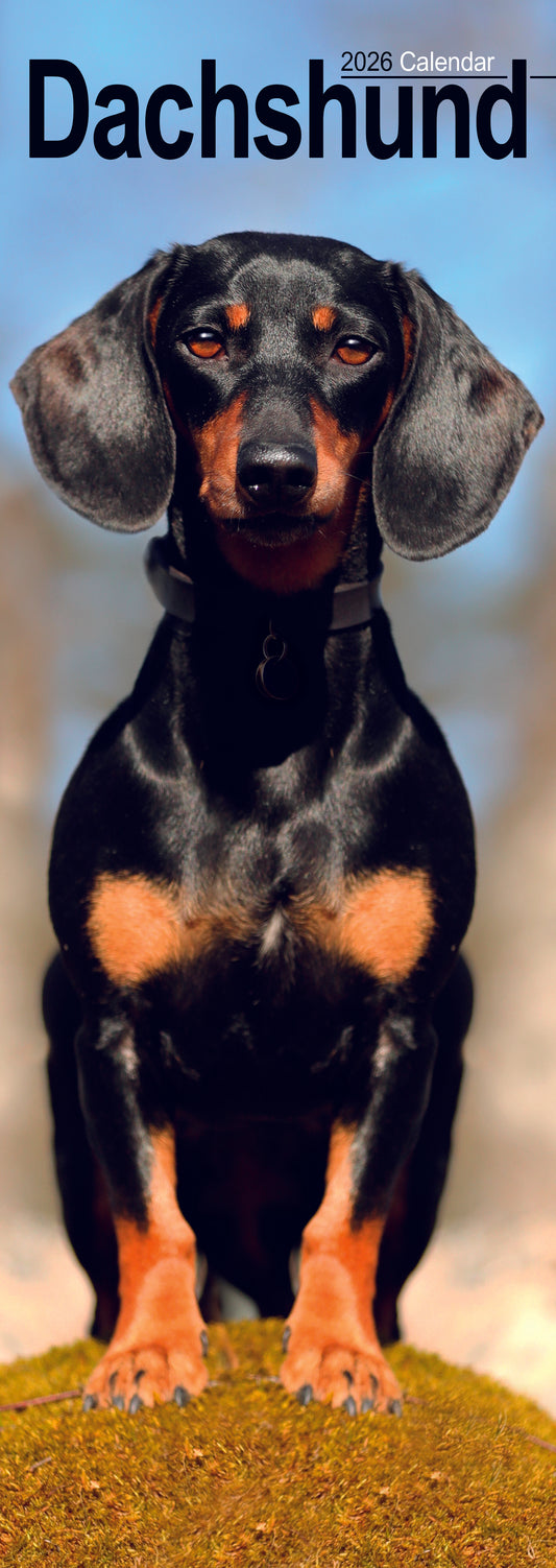 Dachshund slim calendar 2026
