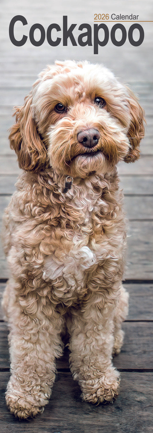 Cockapoo slim calendar 2026