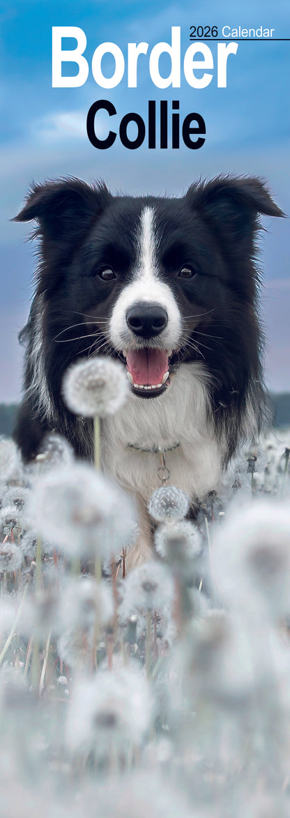 Border Collie slim calendar 2026