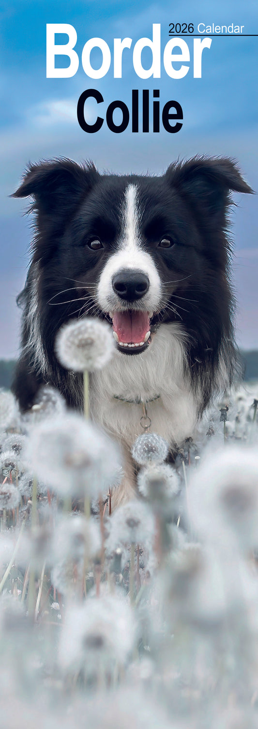 Border Collie slim calendar 2026