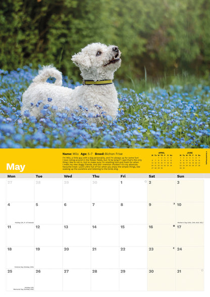 Dogs Trust A4 calendar 2026