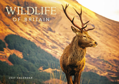 Wildlife of Britain A4 calendar 2027