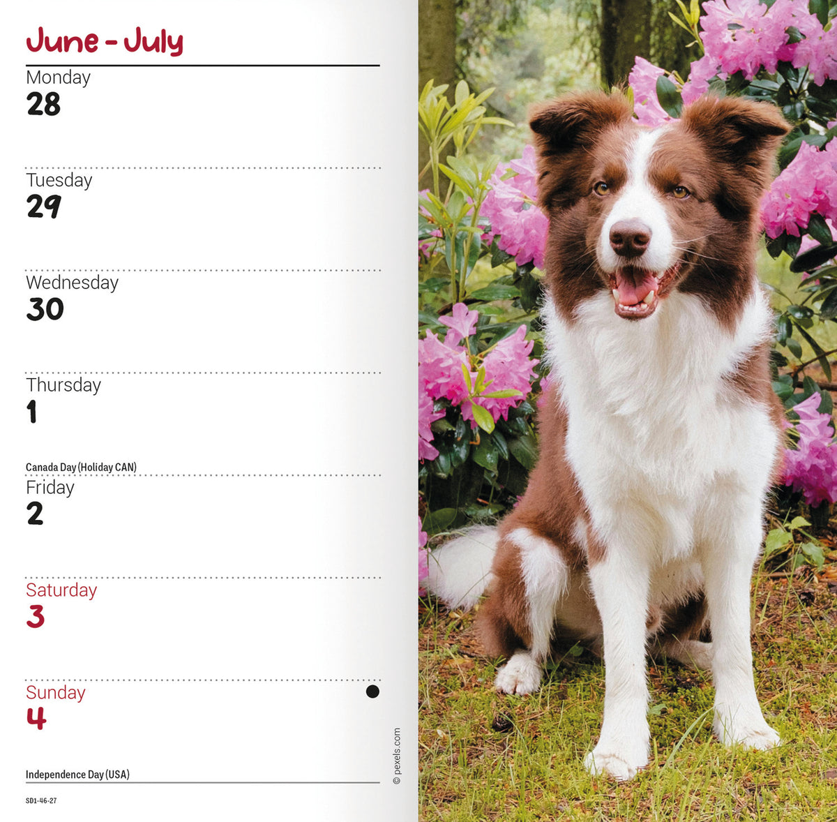 Border Collie slim diary 2027
