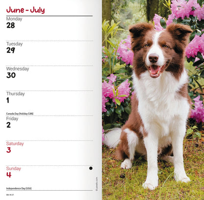 Border Collie slim diary 2027