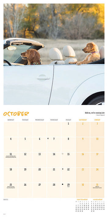 Comedy pet photo awards wall calendar 2027