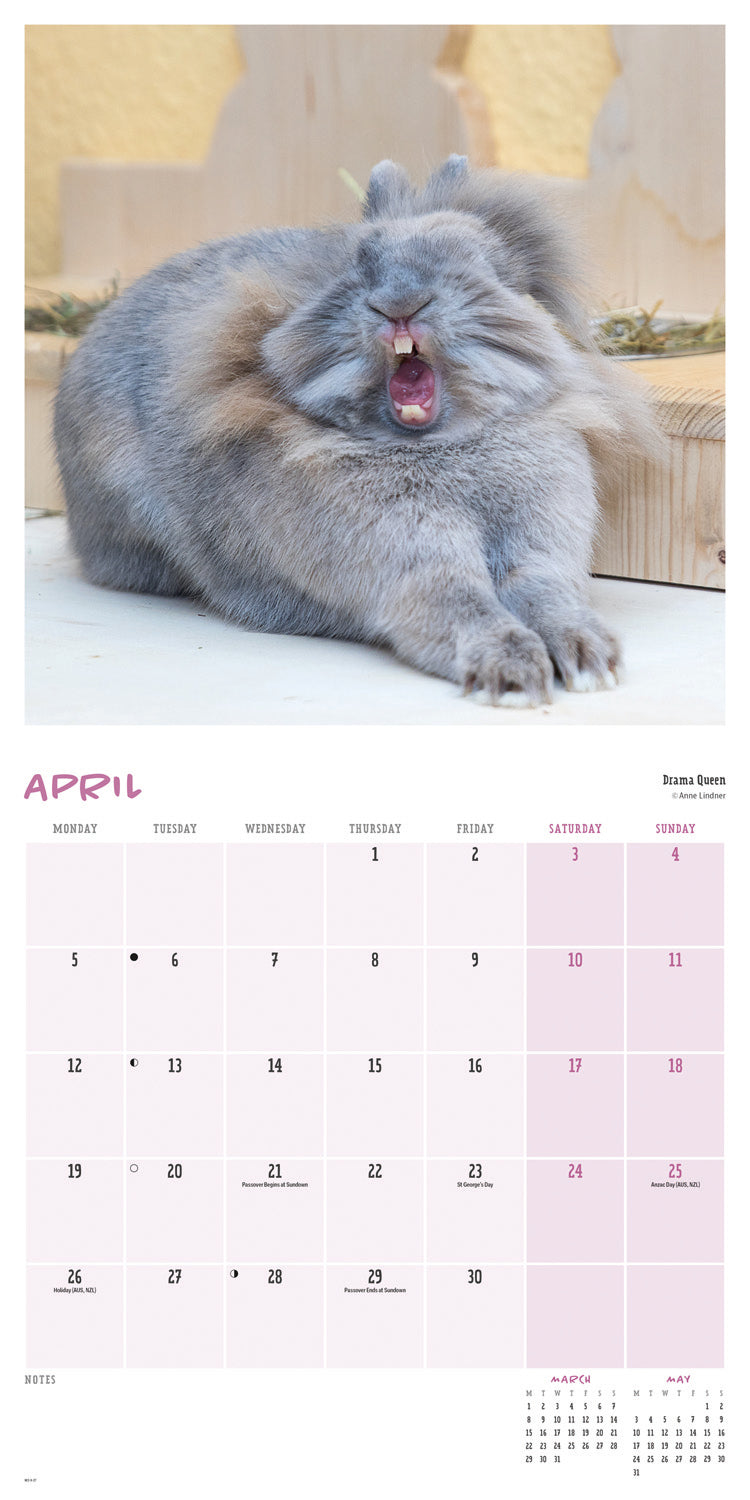 Comedy pet photo awards wall calendar 2027