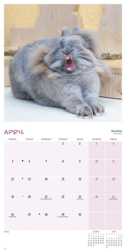 Comedy pet photo awards wall calendar 2027
