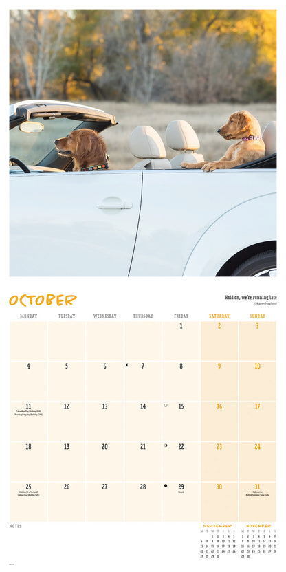 Comedy pet photo awards wall calendar 2027