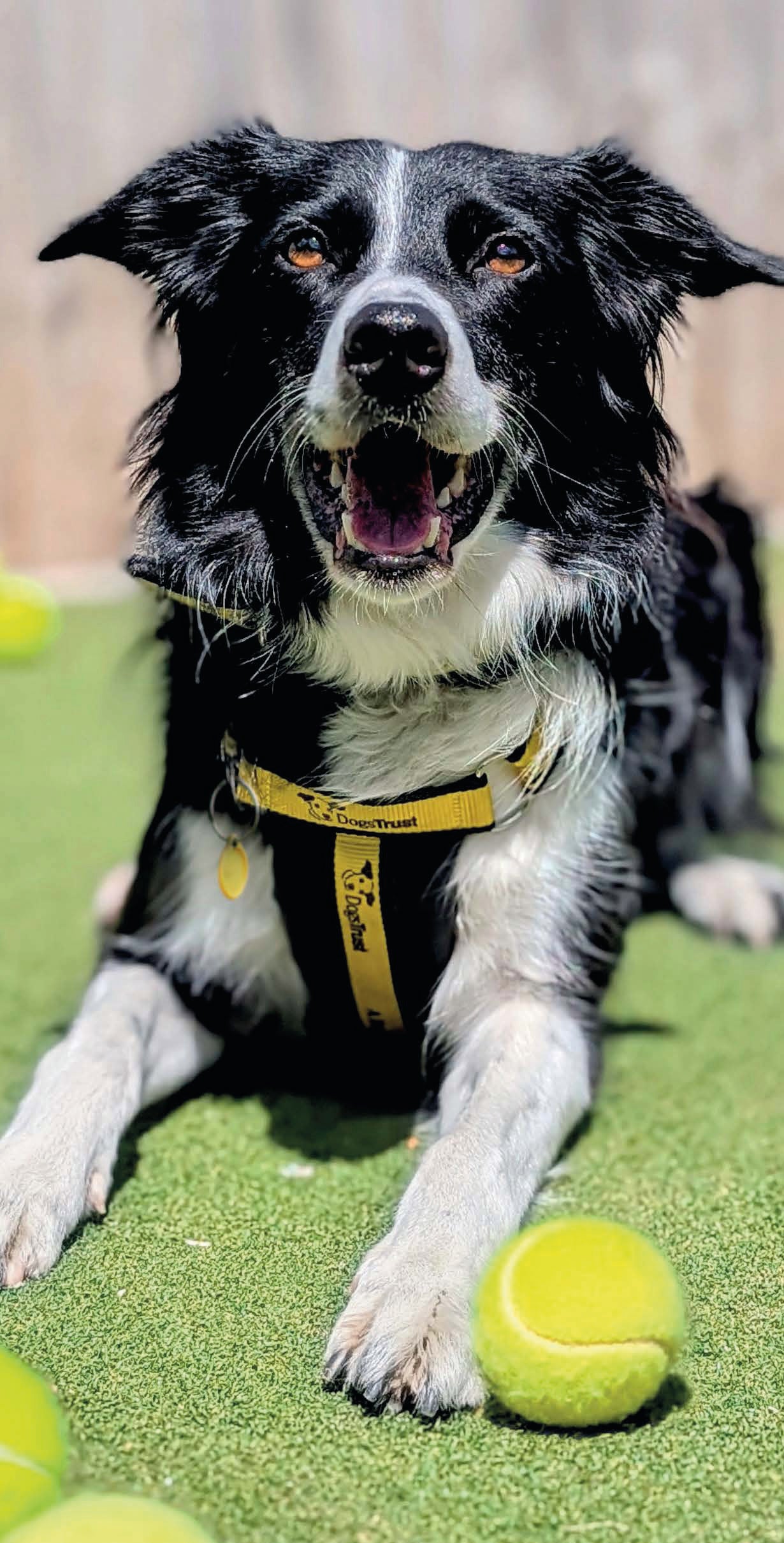 Dogs Trust slim diary 2027