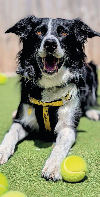 Dogs Trust slim diary 2027