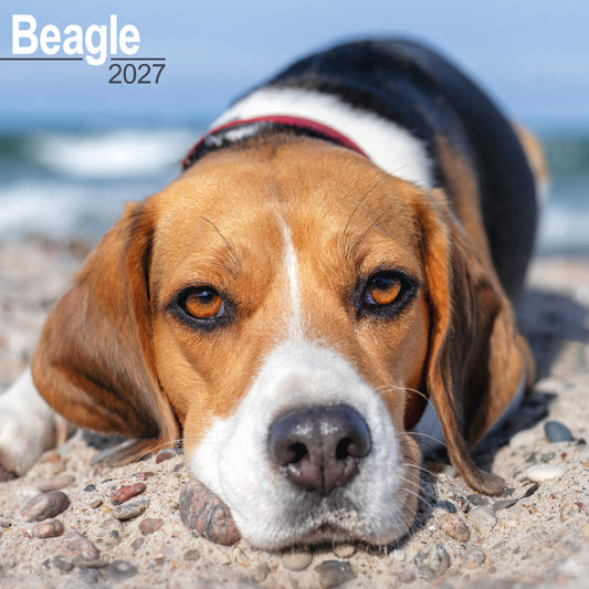 Beagle wall calendar 2027
