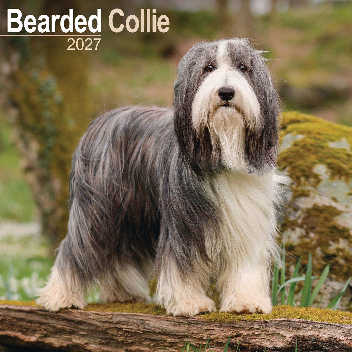 Bearded Collie wall calendar 2027