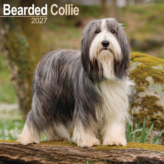 Bearded Collie wall calendar 2027