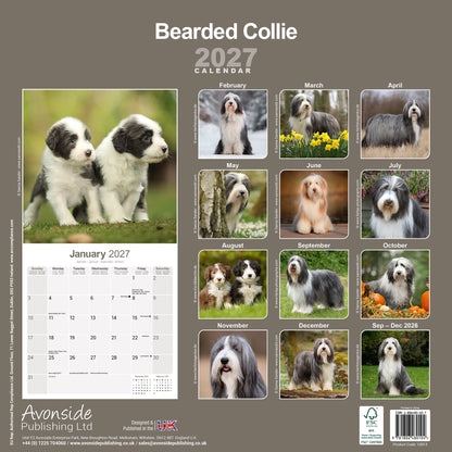 Bearded Collie wall calendar 2027