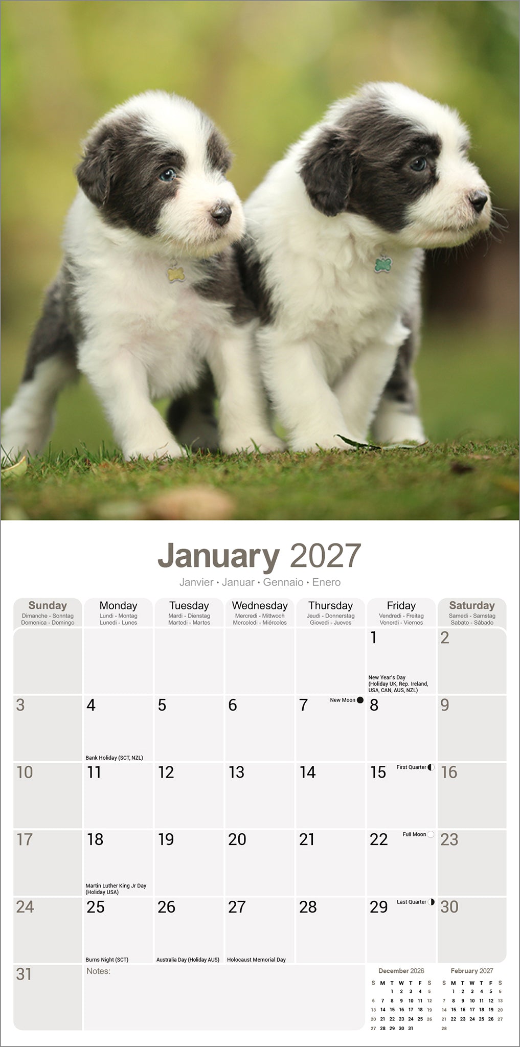 Bearded Collie wall calendar 2027