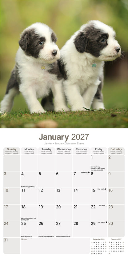 Bearded Collie wall calendar 2027
