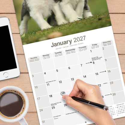 Bearded Collie wall calendar 2027