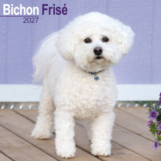 Bichon Frisé wall calendar 2027