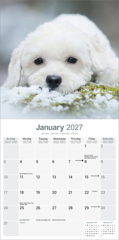 Bichon Frisé wall calendar 2027