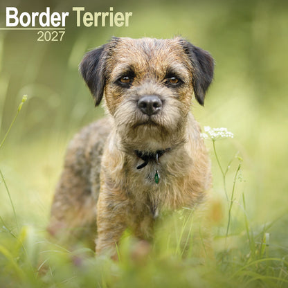 Border Terrier wall calendar 2027