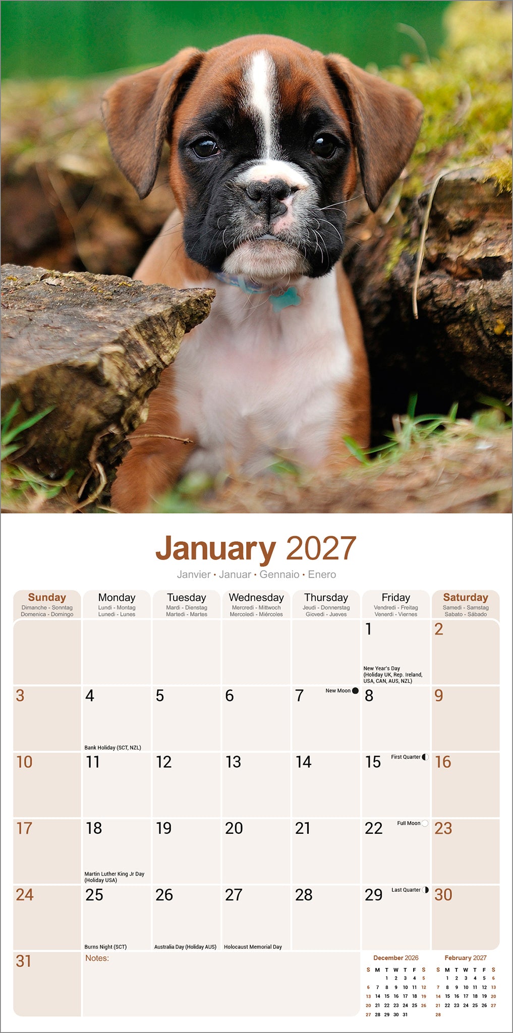 Boxer wall calendar 2027