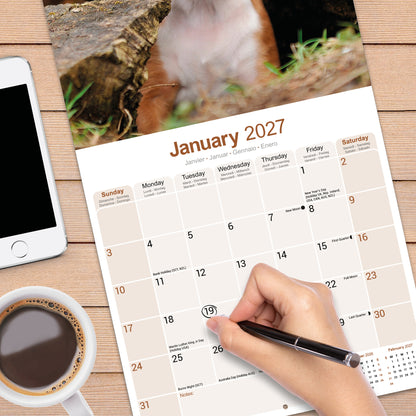 Boxer wall calendar 2027
